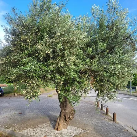 Northeast Portugal G *