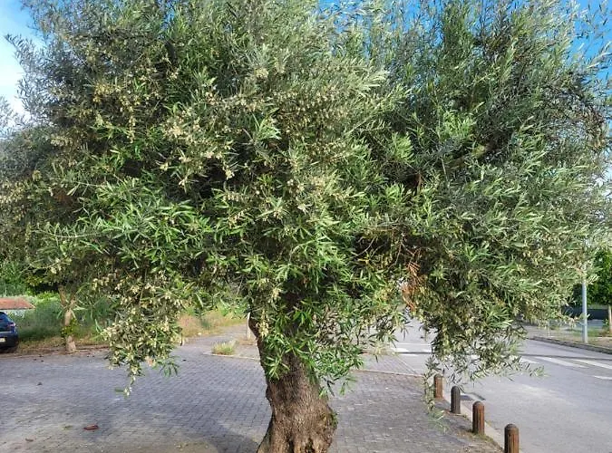 Northeast Portugal G *